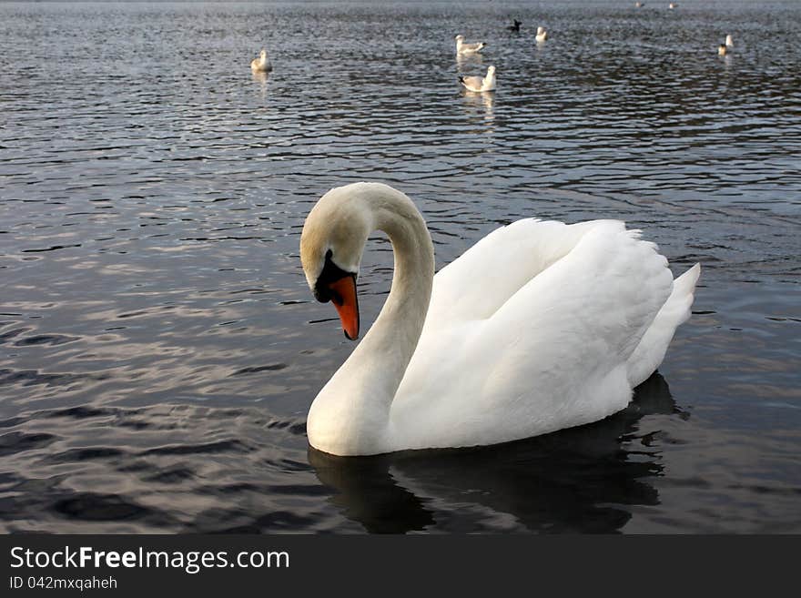 A Mute Swan (Cygnus olor) on a lake. A Mute Swan (Cygnus olor) on a lake.