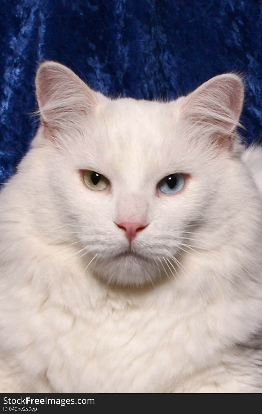 Green And Blue Eyed White Cat