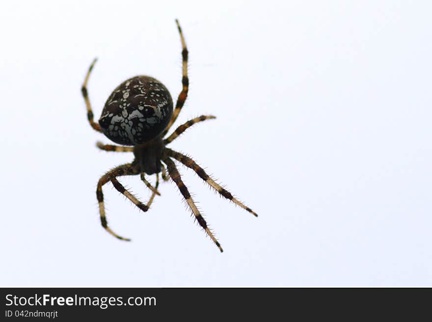 Orb-weaver spider with an eye-faking pattern on her abdomen. Orb-weaver spider with an eye-faking pattern on her abdomen.