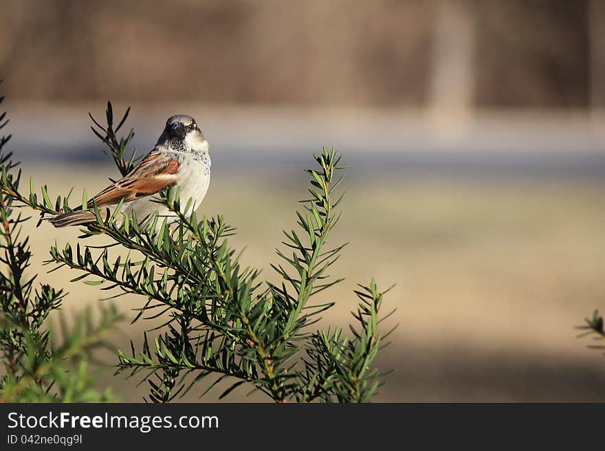 A male sparrow calmly perched in an evergreen bush, waiting to visit the birdfeeder for lunch. A male sparrow calmly perched in an evergreen bush, waiting to visit the birdfeeder for lunch.