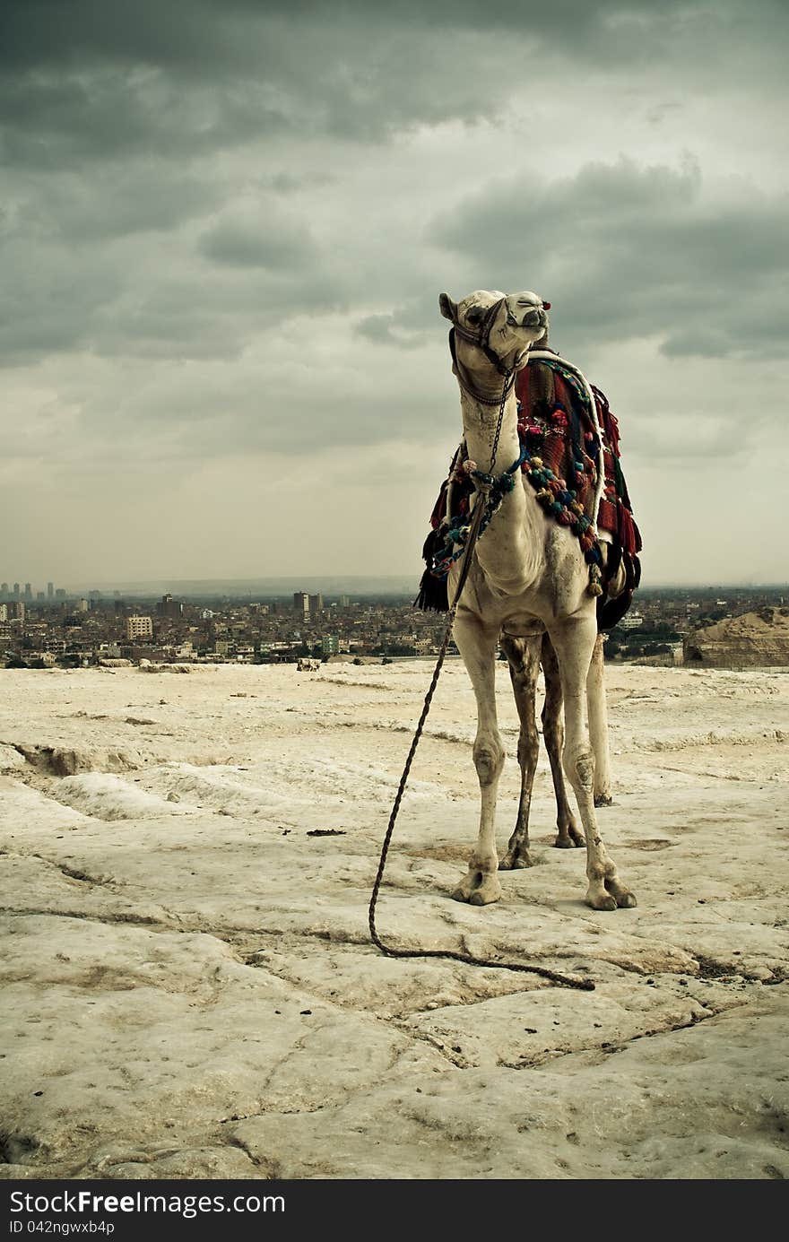 An camel with city of cairo in background. An camel with city of cairo in background