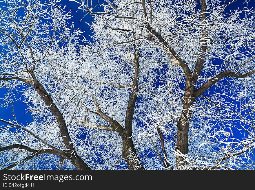 Trees covered with snow against the  sky