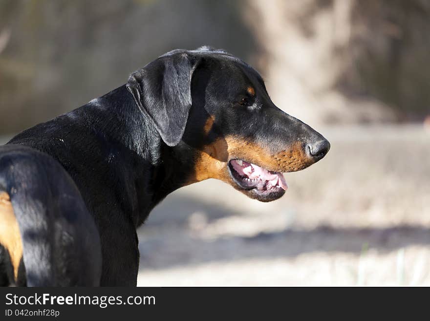 A little puppy of dobermann with pedigree