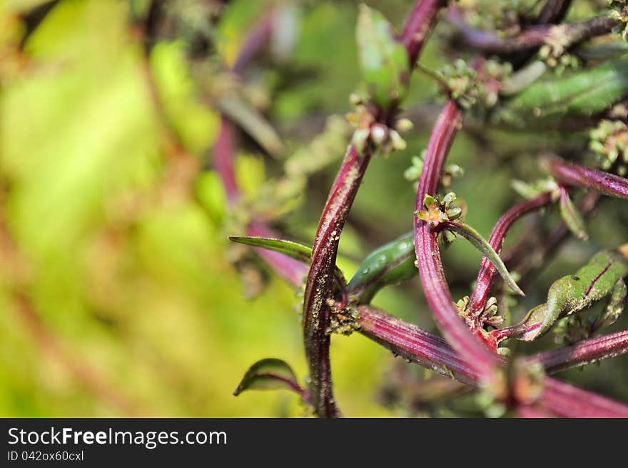 Red beetroot stalks with leaves and seeds on a vegetable patch