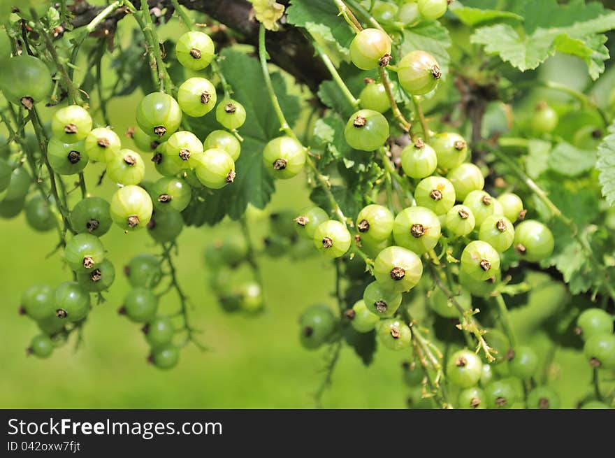 Green Currants Growing on Shrub