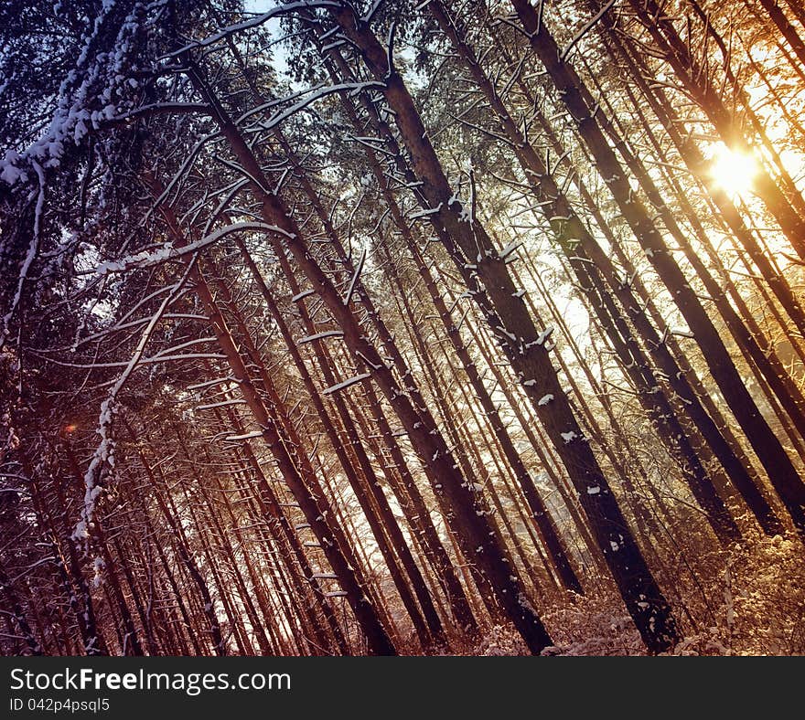 Winter forest in sunny day