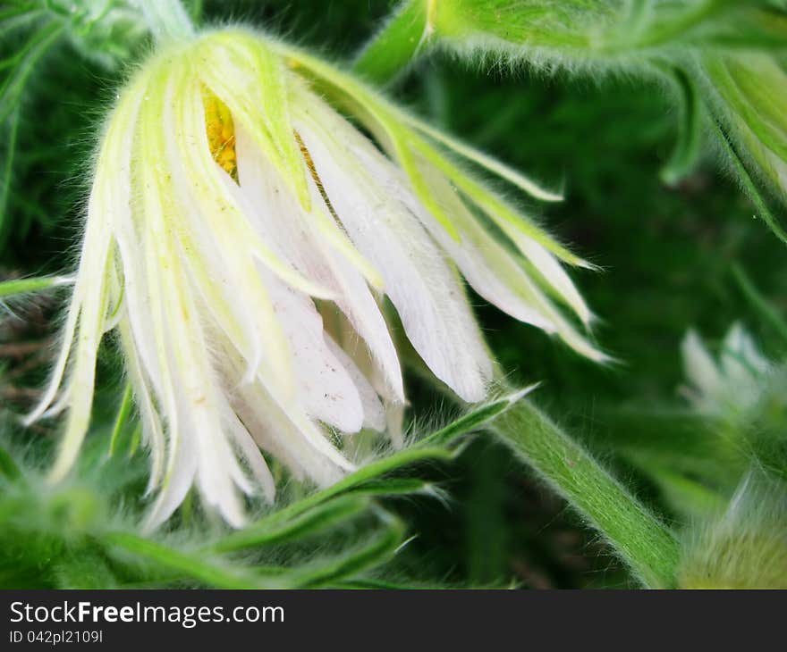 A detail of a white pasqueflower, pulsatilla verna