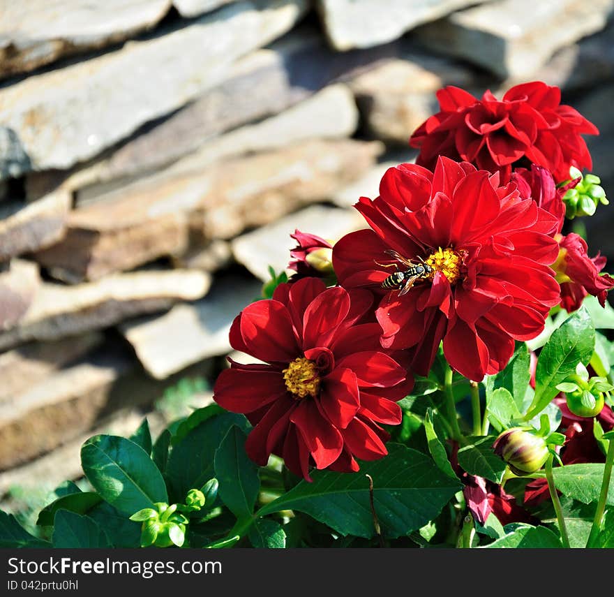 Huge wasp on a red flower, close-up. Huge wasp on a red flower, close-up