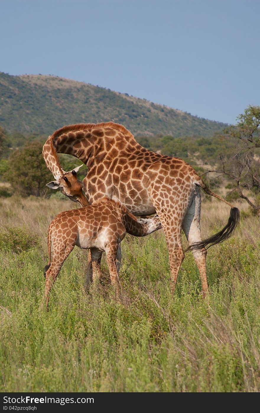 Giraffe in the Mabalingwe Nature Reserve in Southern Africa with the calf feeding from her. Giraffe in the Mabalingwe Nature Reserve in Southern Africa with the calf feeding from her..