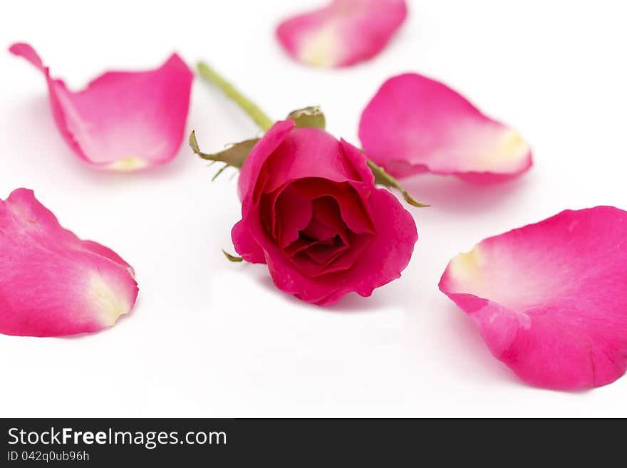 Red Rose on white backgrounds . . .