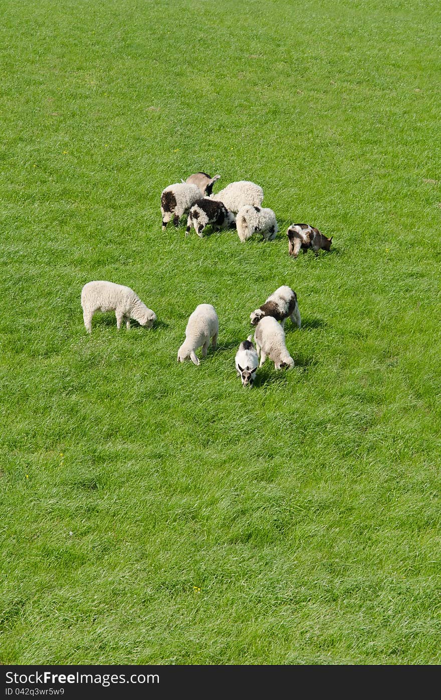 Lambs on beautifull green grass field