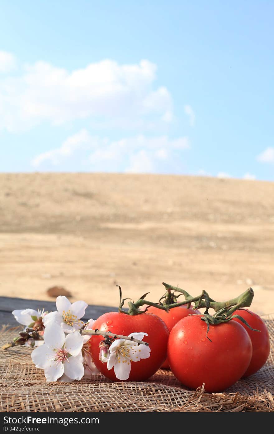 Organic tomatoes grown