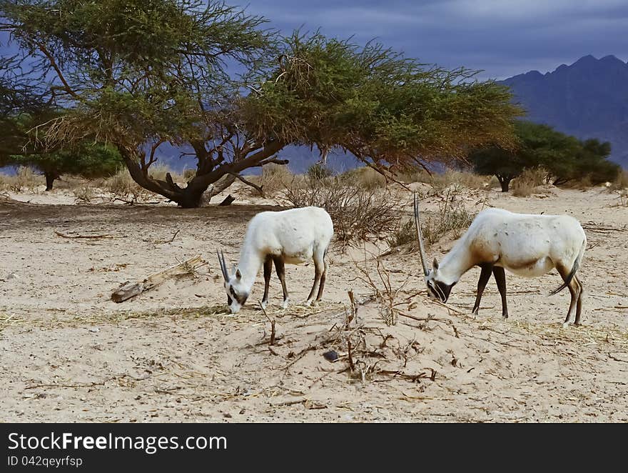 A herbivorous antelope, the Arabian oryx (Oryx leucoryx) has a white coat and straight sharp horns. It is especially well adapted to the harsh desert conditions. A herbivorous antelope, the Arabian oryx (Oryx leucoryx) has a white coat and straight sharp horns. It is especially well adapted to the harsh desert conditions.