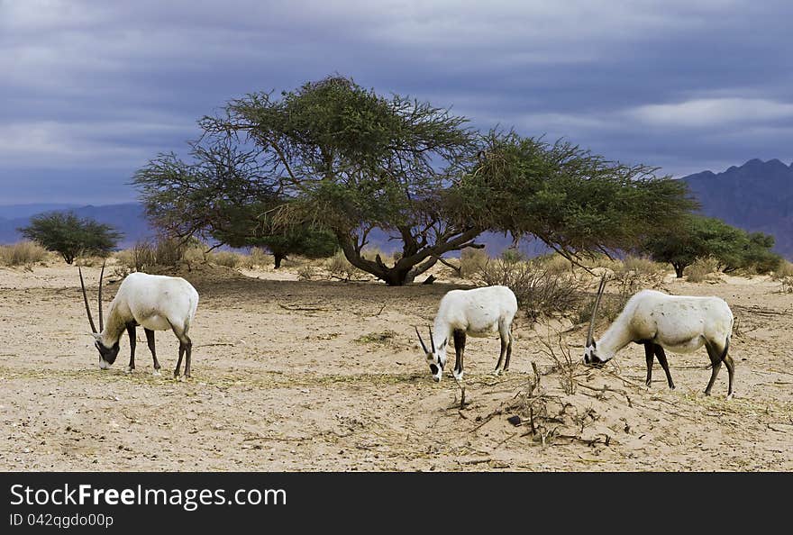 A herbivorous antelope, the Arabian oryx (Oryx leucoryx) has a white coat and straight sharp horns. It is especially well adapted to the harsh desert conditions. A herbivorous antelope, the Arabian oryx (Oryx leucoryx) has a white coat and straight sharp horns. It is especially well adapted to the harsh desert conditions.