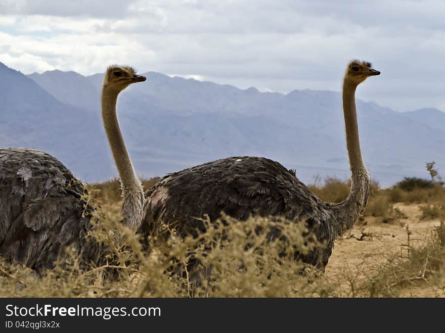 African ostrich &x28;Struthio camelus&x29; in Israel