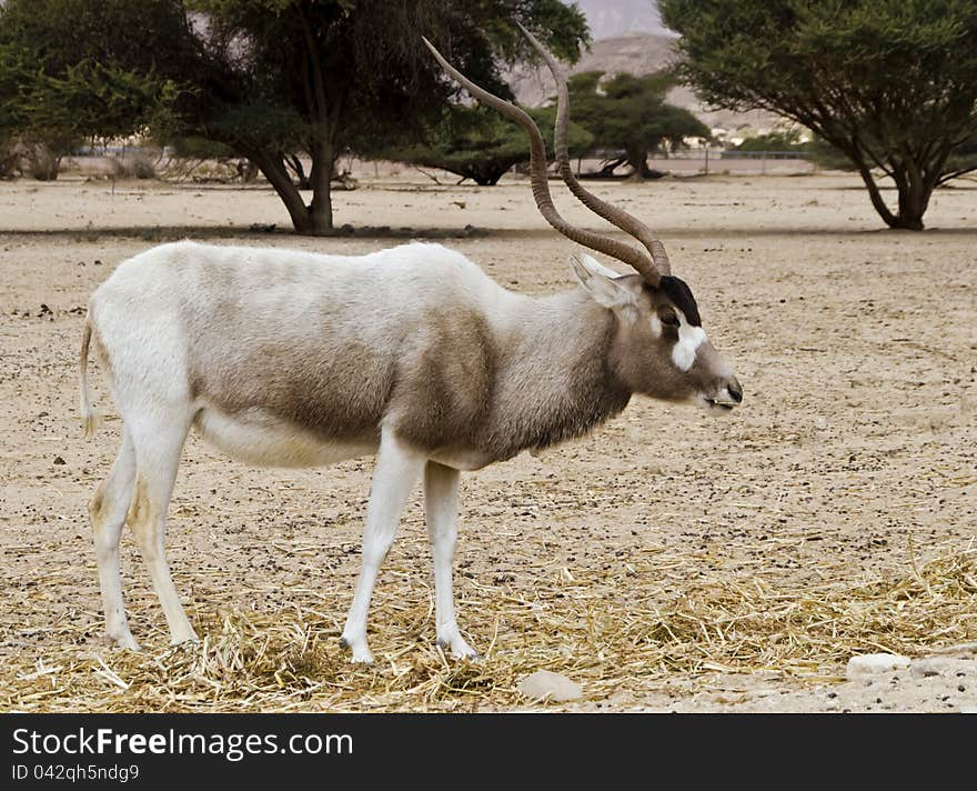 The scimitar horned addax (Addax nasomaculatus) is originally from the region of the Sahara Desert. This rare species is inhabiting the Hai-Bar Yotvata nature reserve, 25 km from Eilat, Israel. The scimitar horned addax (Addax nasomaculatus) is originally from the region of the Sahara Desert. This rare species is inhabiting the Hai-Bar Yotvata nature reserve, 25 km from Eilat, Israel