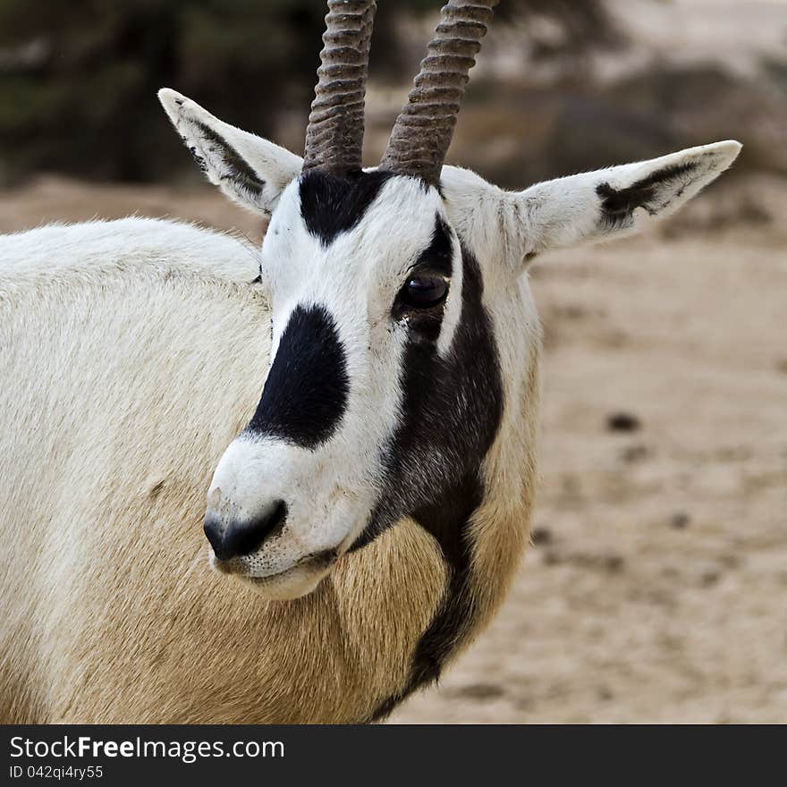 A herbivorous antelope, the Arabian oryx (Oryx leucoryx) has a white coat and straight sharp horns. It is especially well adapted to the harsh desert conditions. A herbivorous antelope, the Arabian oryx (Oryx leucoryx) has a white coat and straight sharp horns. It is especially well adapted to the harsh desert conditions.