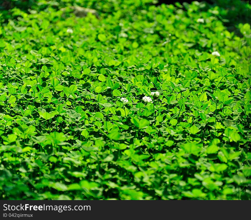 Background - a flowering meadow clover, bathed in sunshine