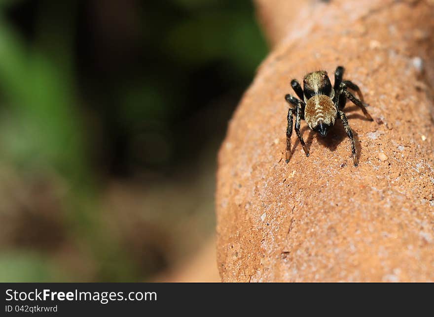 Spider on the edge of pot on a green background. Spider on the edge of pot on a green background