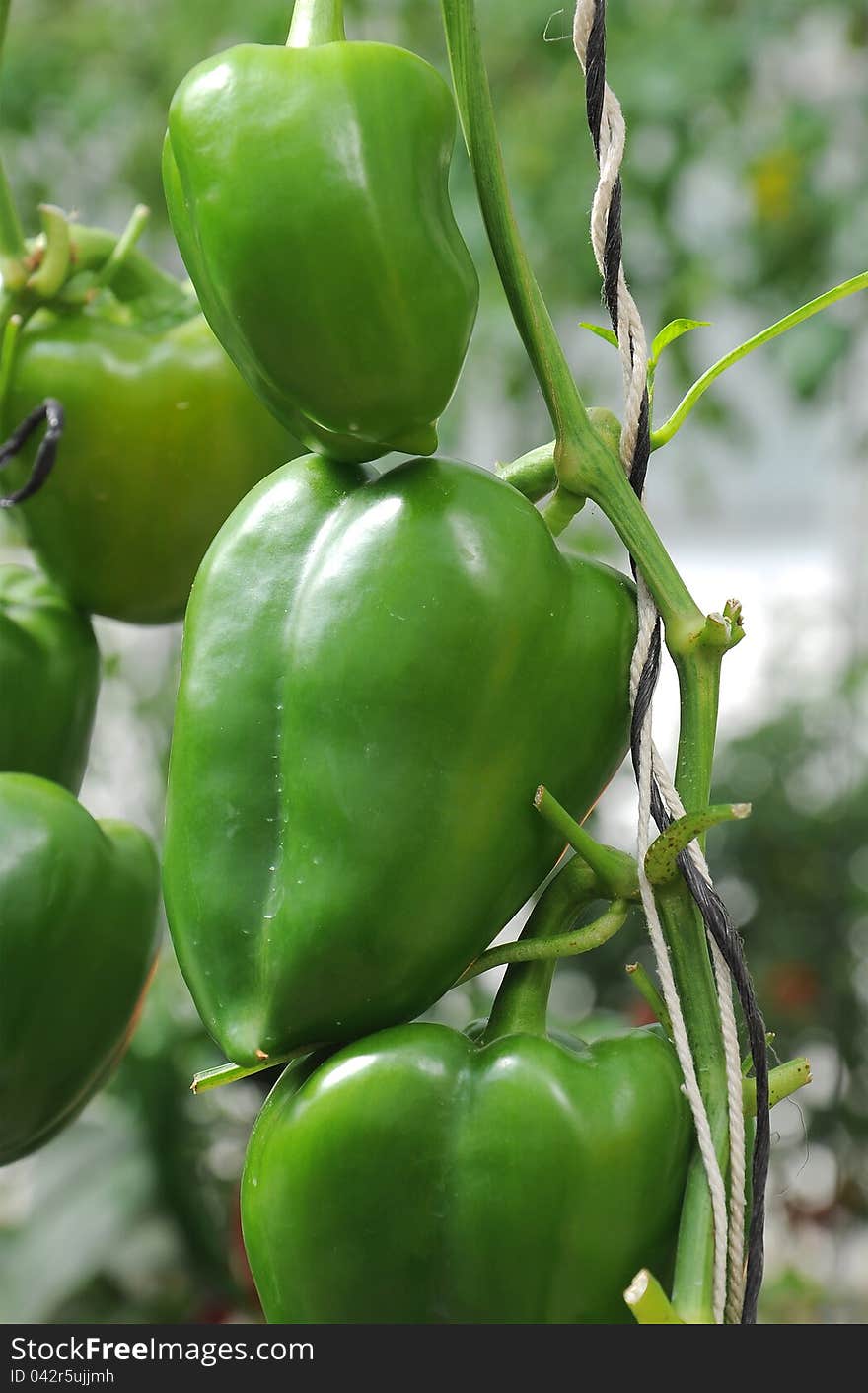 Green young paprika growing in greenhouse