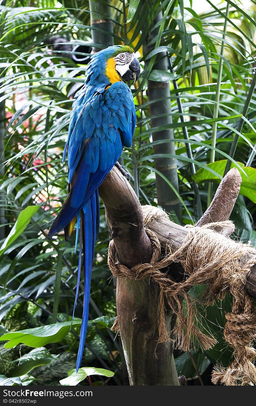 Picture of a blue macaw. Picture of a blue macaw