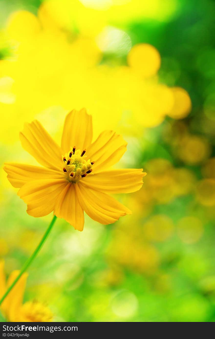 close up of mexican sunflower weed