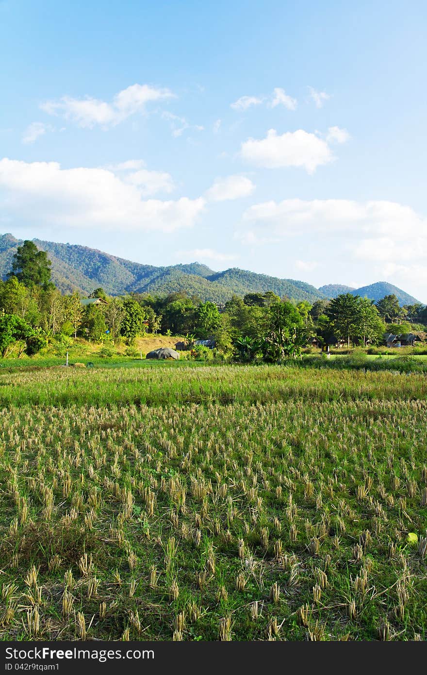 Paddy field in countryside