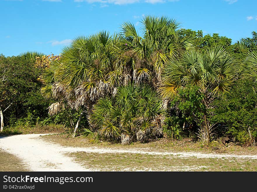 Cluster of palm trees along dirt road