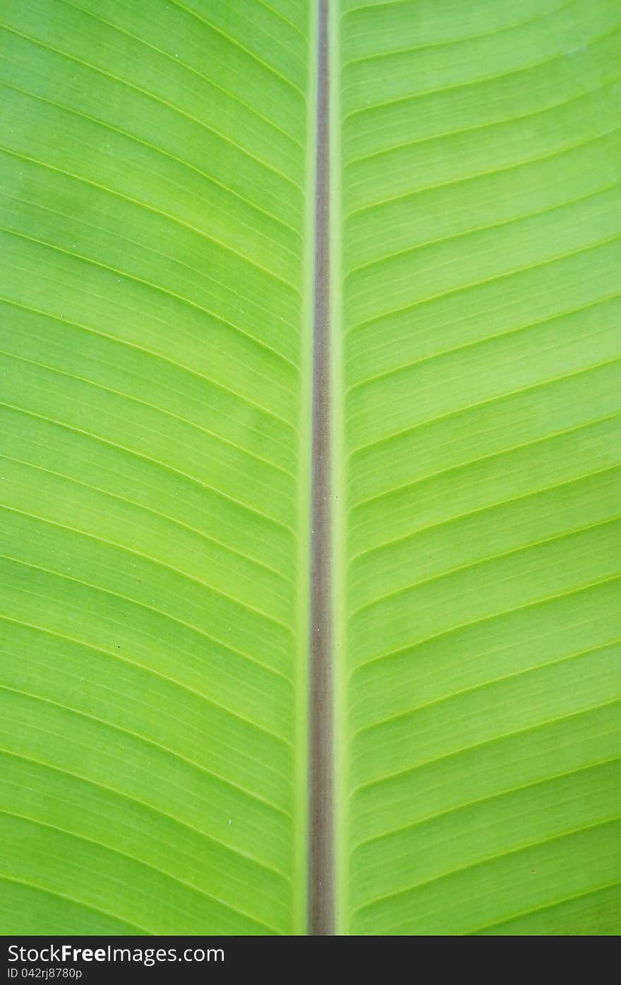 Close up of Banana Leaf