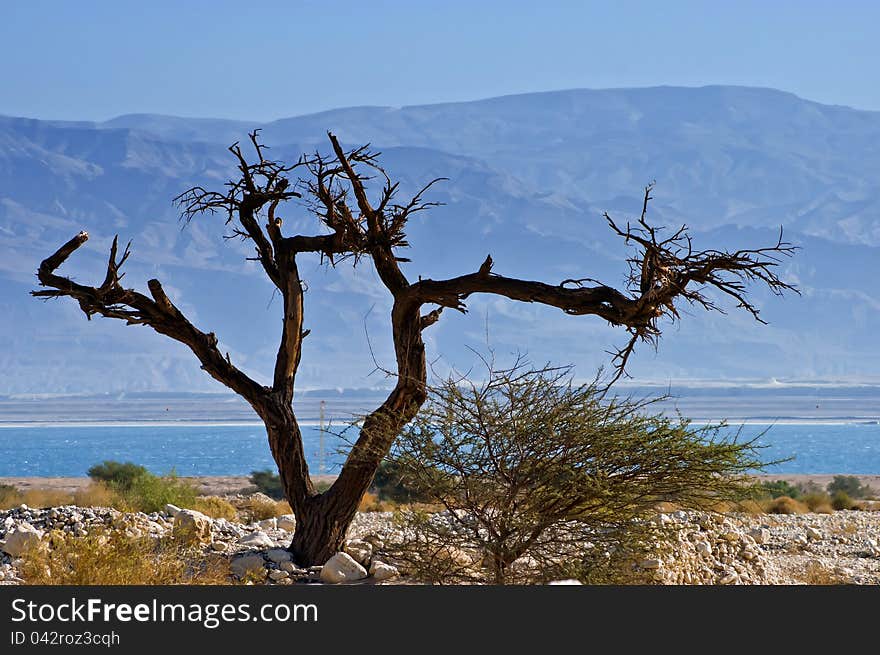 A dry solitary snag near the Dead Sea