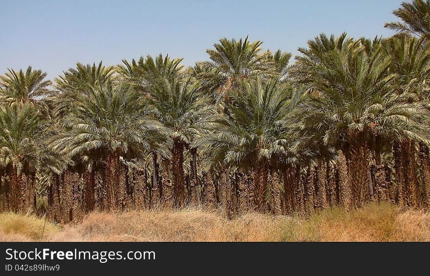 Palm grove in the Judean Desert