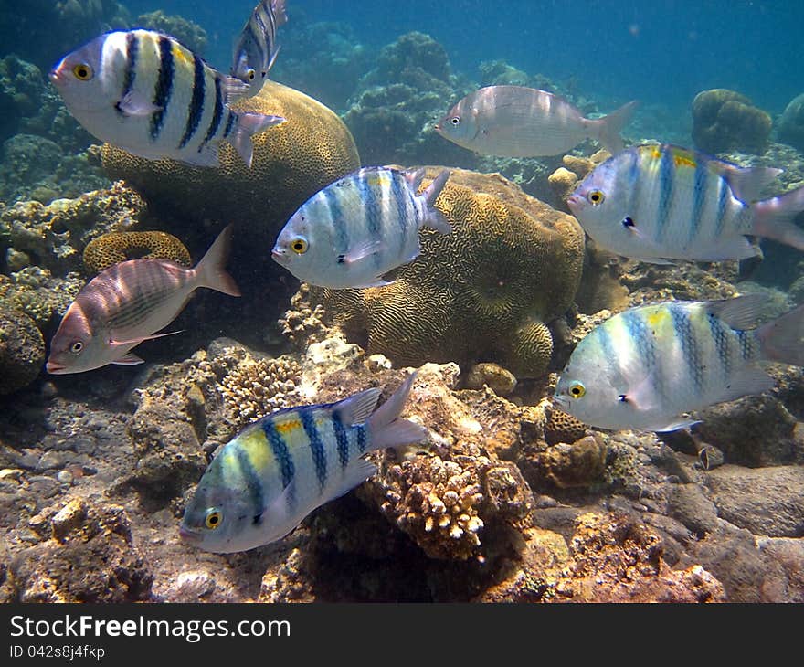 Red Sea Coral Fish