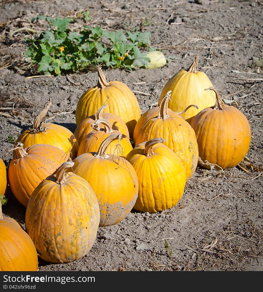 A lot of ripe pumpkins in the garden