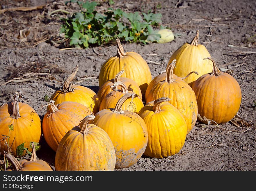 A lot of ripe pumpkins in the garden