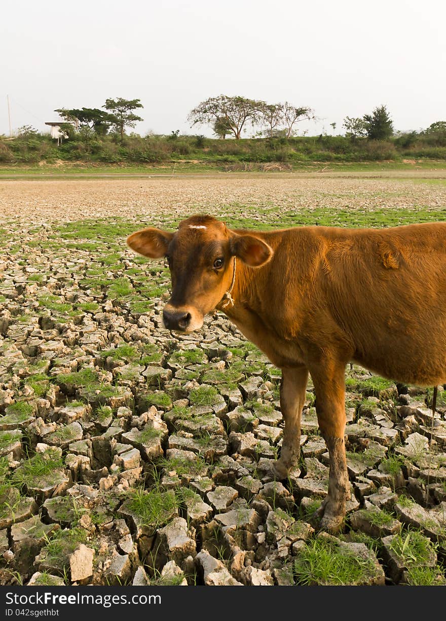 Cow and Cracked earth metaphoric for climate change and global warming.