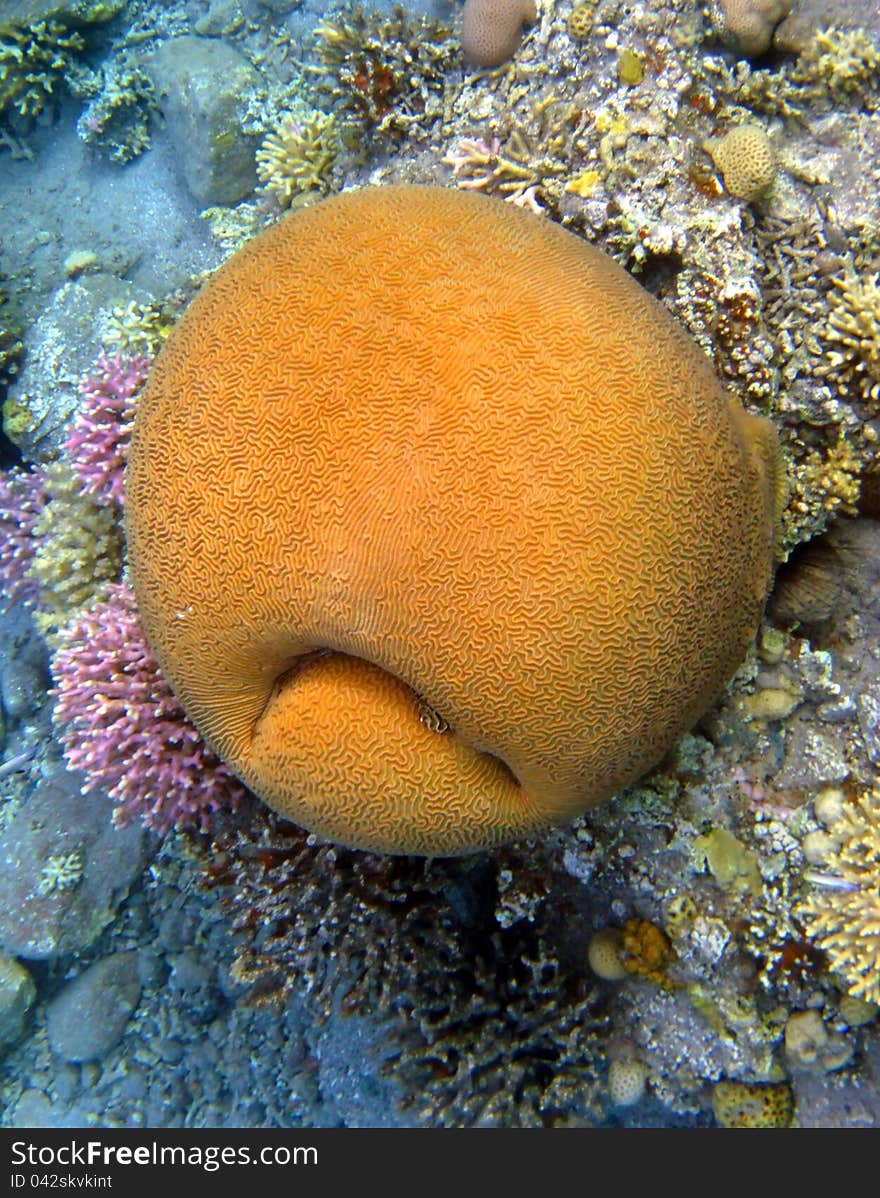 Yellow coral-like sad smiley face at the bottom of the Red Sea. Yellow coral-like sad smiley face at the bottom of the Red Sea