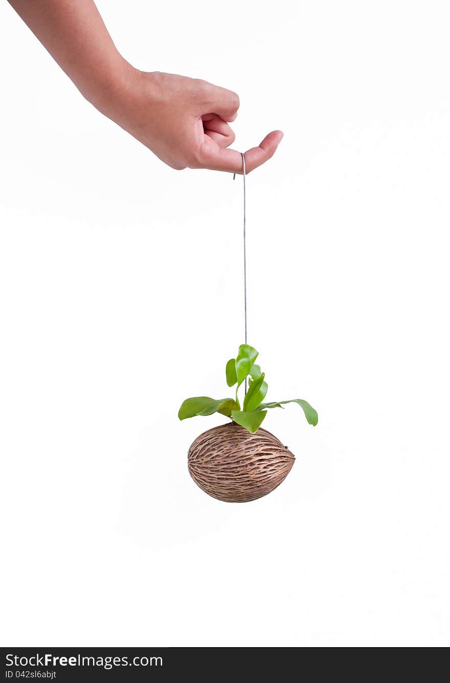 Isolated Hand and bracken on white background