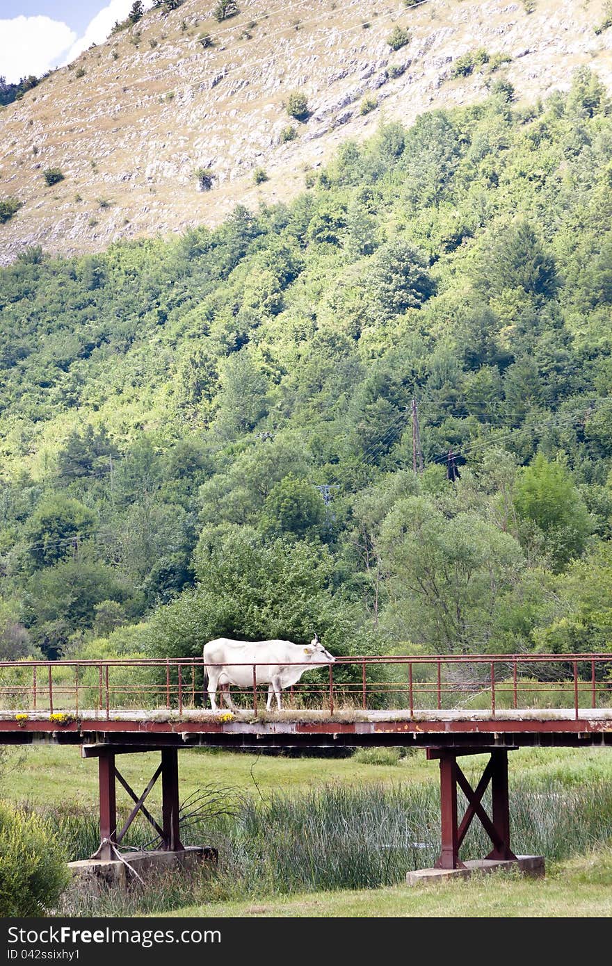 White cow on the bridge