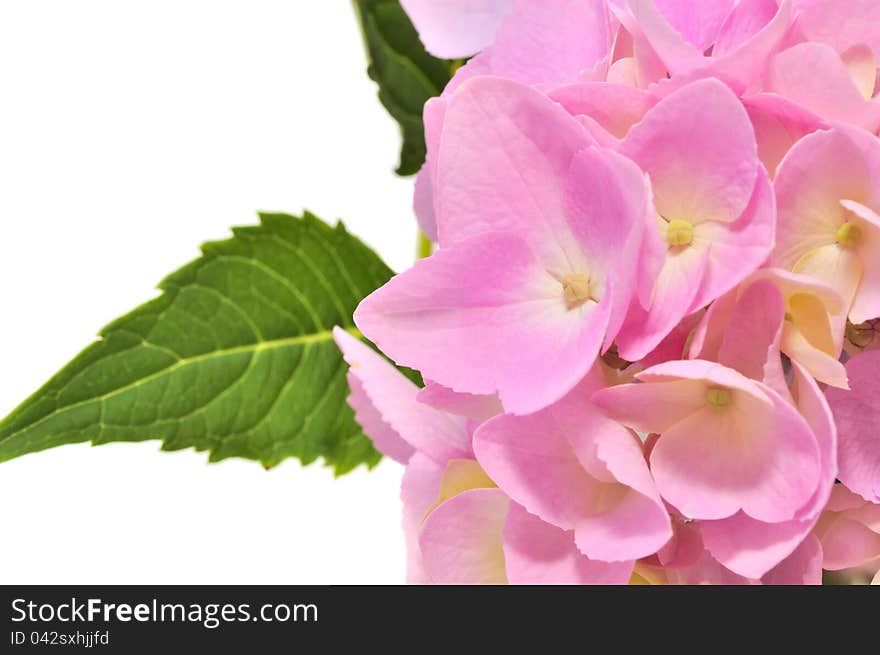 Pink Hydrangea Flowers with Green Leaves