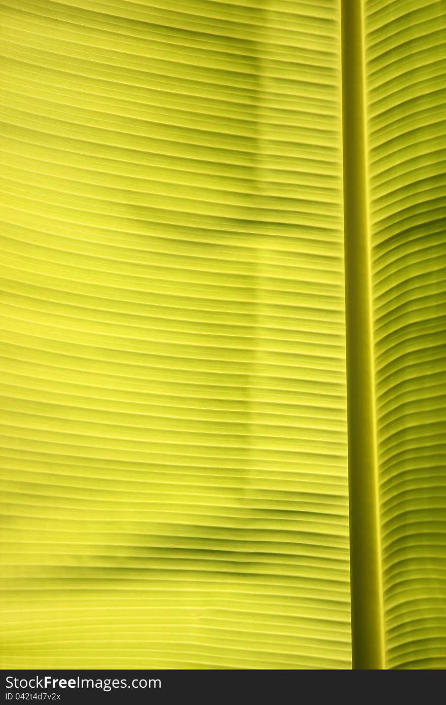 Banana leaves spread to the sky. Banana leaves spread to the sky