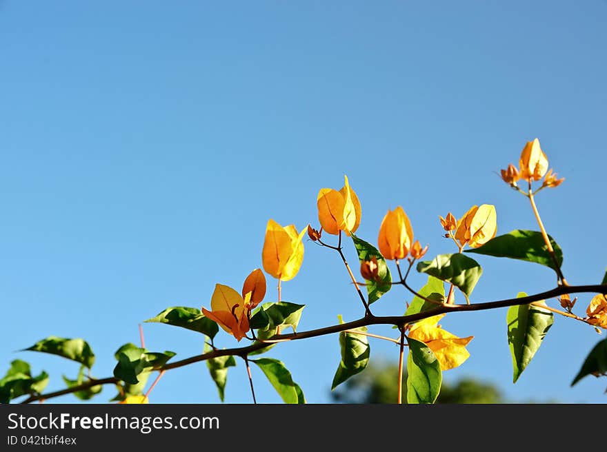 Colorful bougainvillea flowers