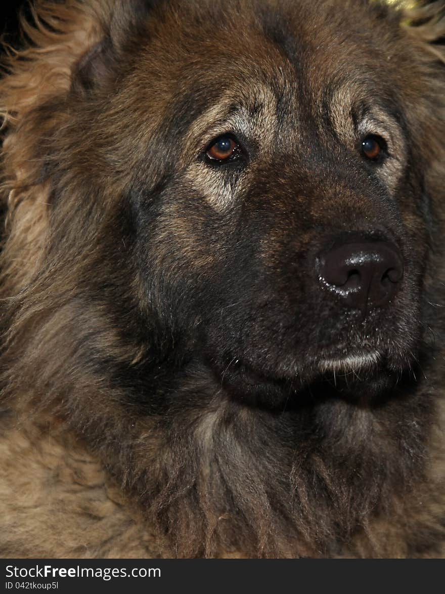 A true friend, Caucasian Shepherd Dog breed