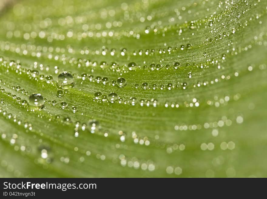 Accumulation of waterdrops or dewdrops on a leave of a banana plant (close-up). Accumulation of waterdrops or dewdrops on a leave of a banana plant (close-up)