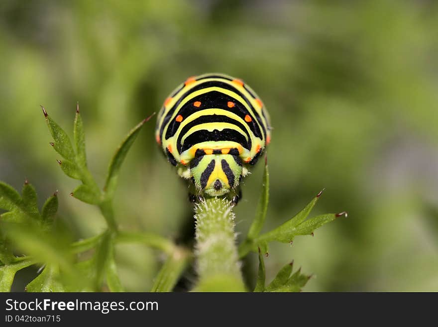 Caterpillar