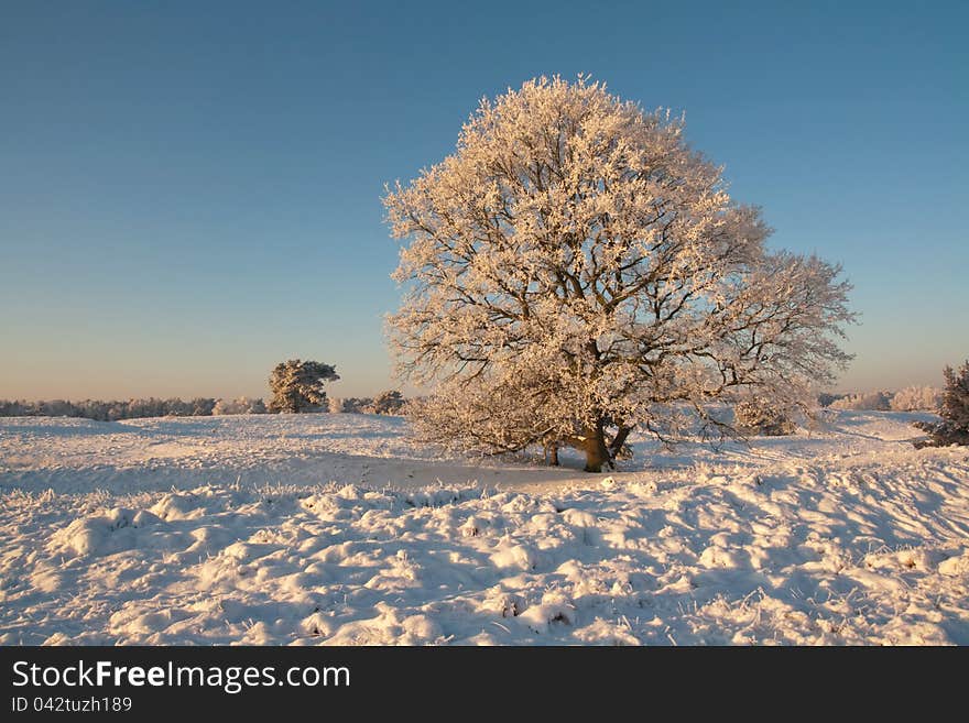 Tree In Winter