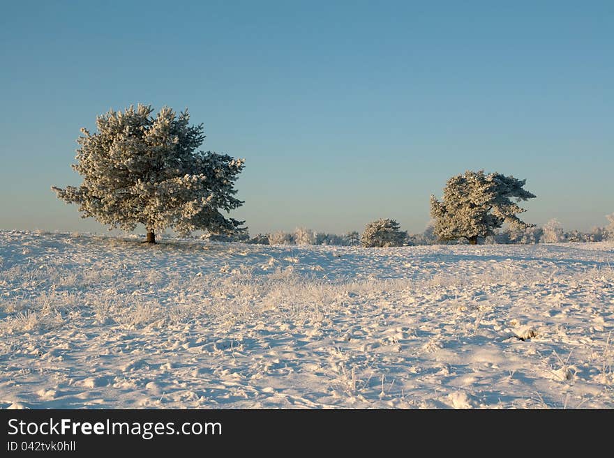 Trees in winter