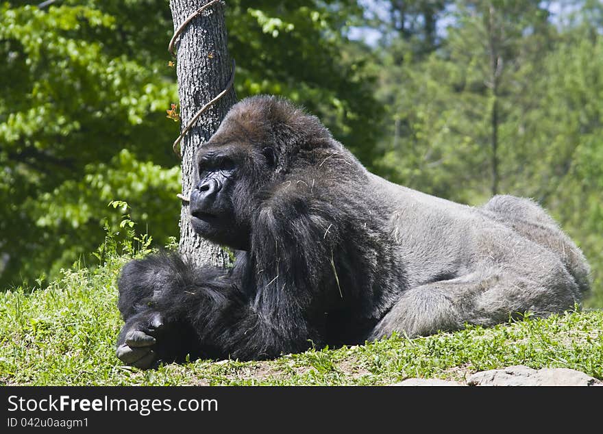 A Gorilla lying on the ground. A Gorilla lying on the ground.