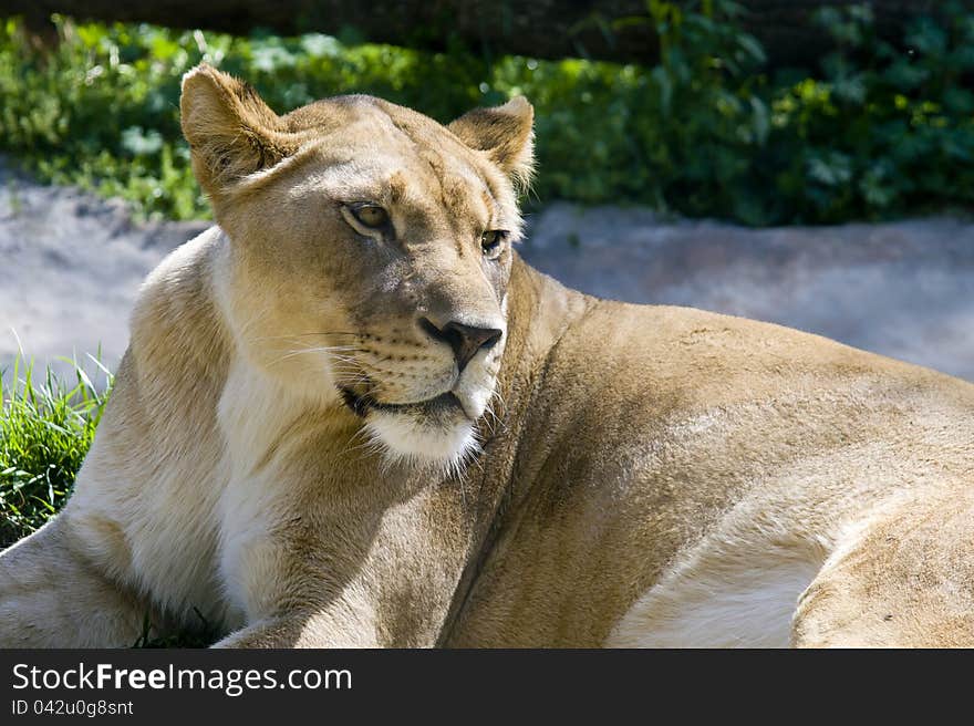 Resting Lioness