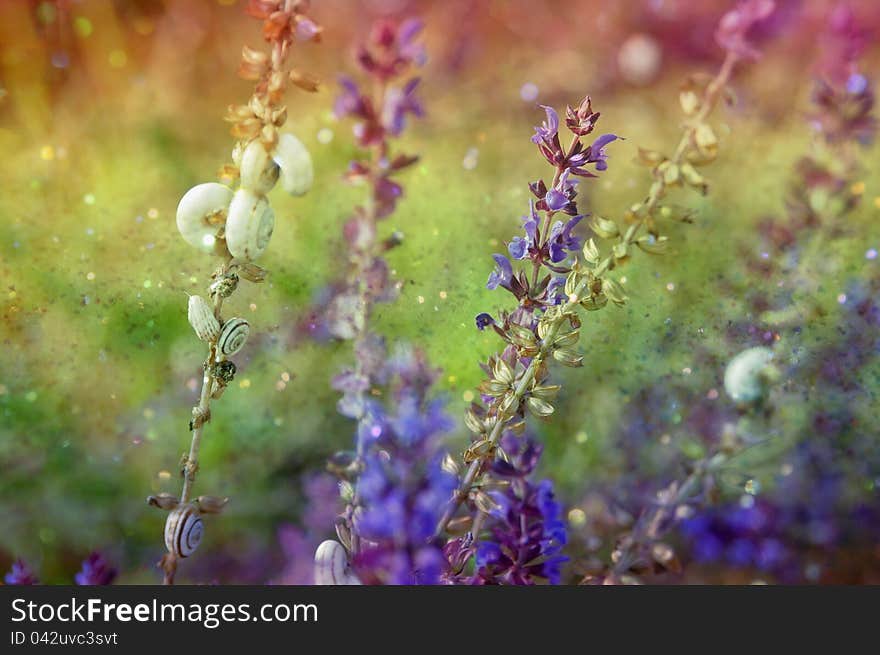 Part of a summer meadow. Part of a summer meadow.