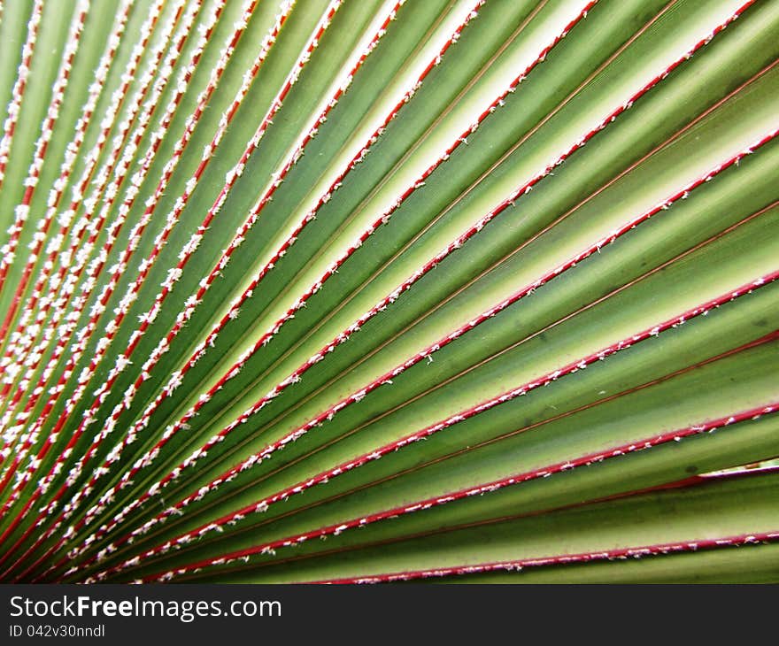 Bismarck palm leaves abstract background. Bismarck palm leaves abstract background